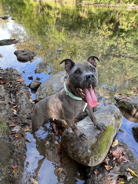 Sharkey, Adoptable, Adult Female Pit Bull Terrier.