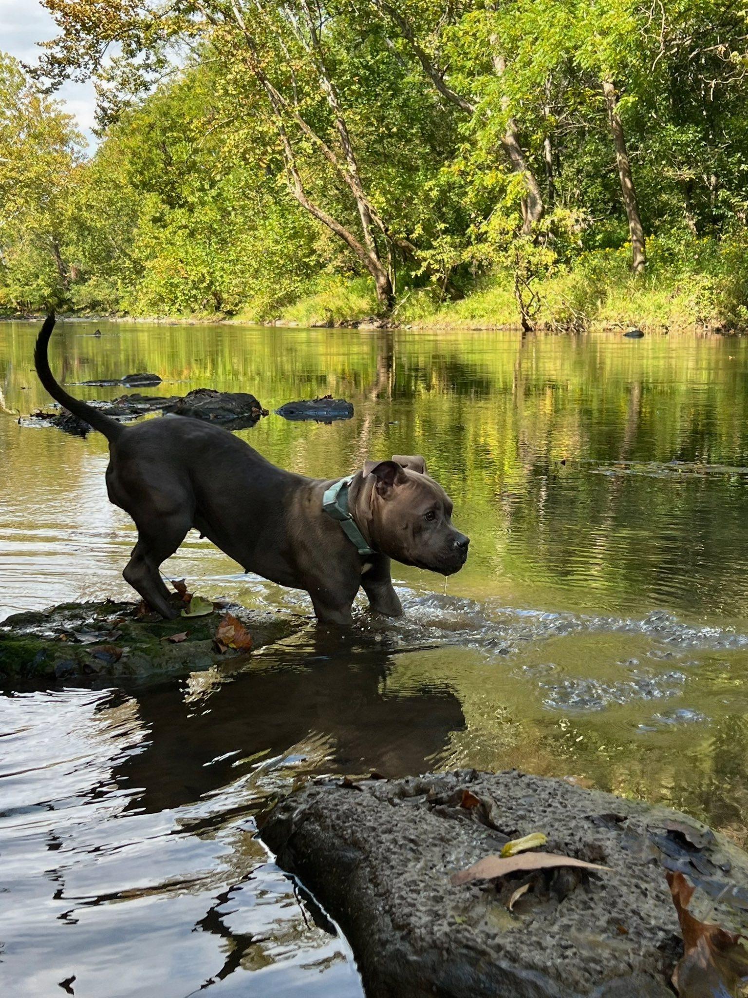 Sharkey, a Adoptable Pit Bull Terrier in Pearisburg, VA image 2/2