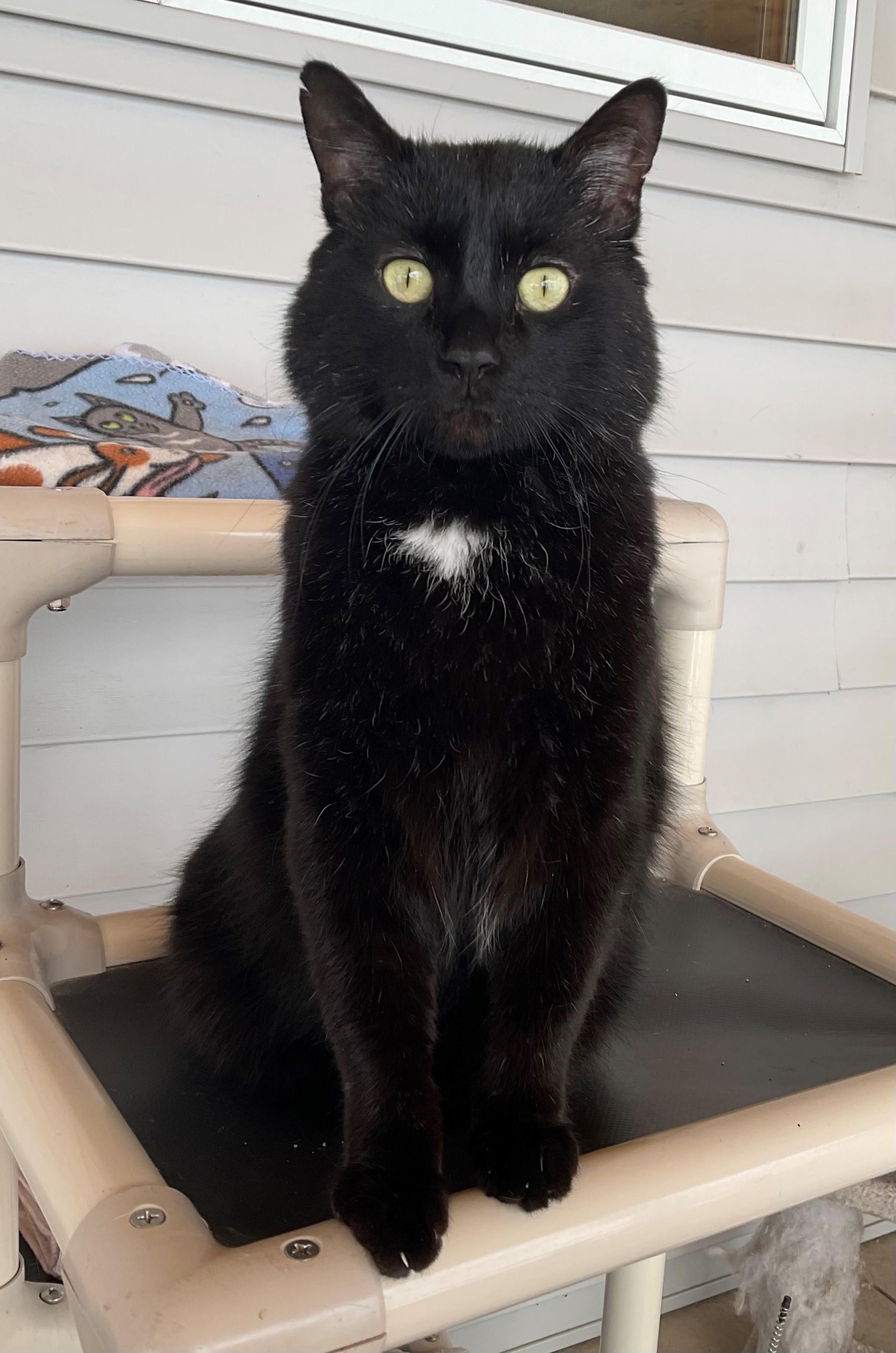 Blake-SPONSORED ADOPTION-FREE WITH APPROVED APPLICATION, Adoptable, Adult Male Domestic Short Hair.