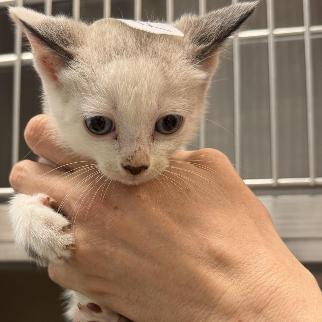 Layla, Adoptable, Kitten Female Snowshoe.