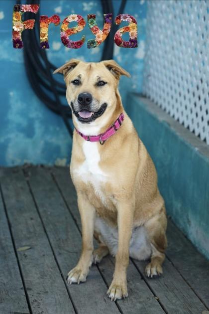 Freya, adopted, Adult Female Labrador Retriever.
