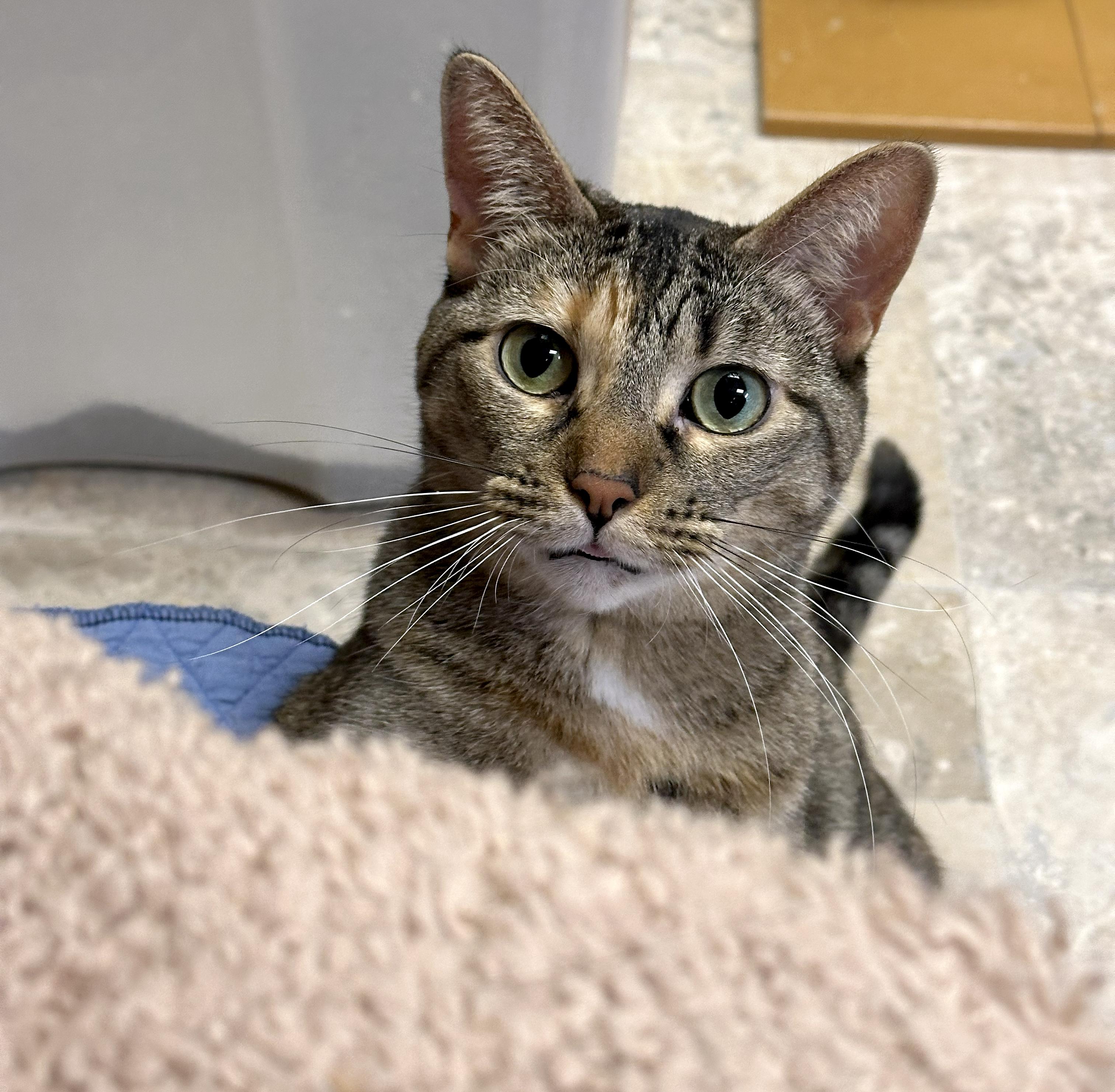 Enlarge Charlotte, a Adoptable Domestic Short Hair in Crystal Lake, IL image 3/6