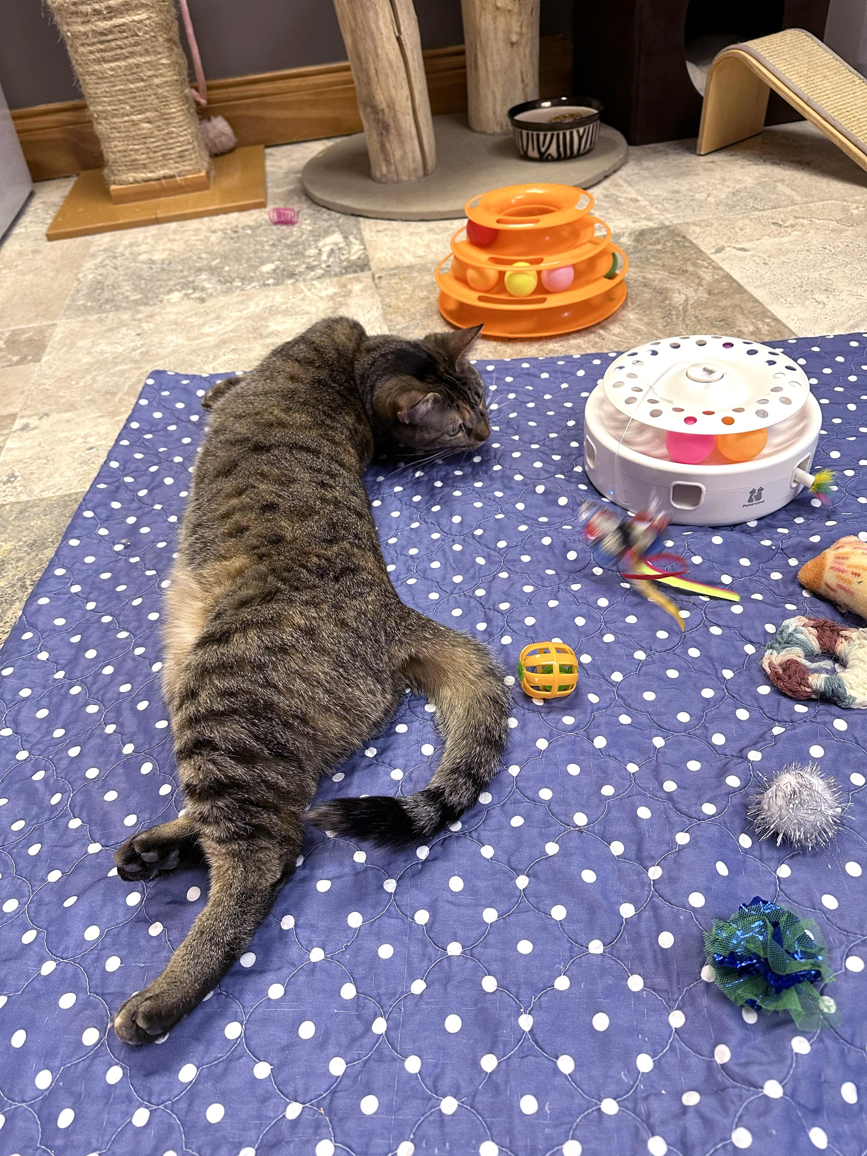 Enlarge Charlotte, a Adoptable Domestic Short Hair in Crystal Lake, IL image 5/6