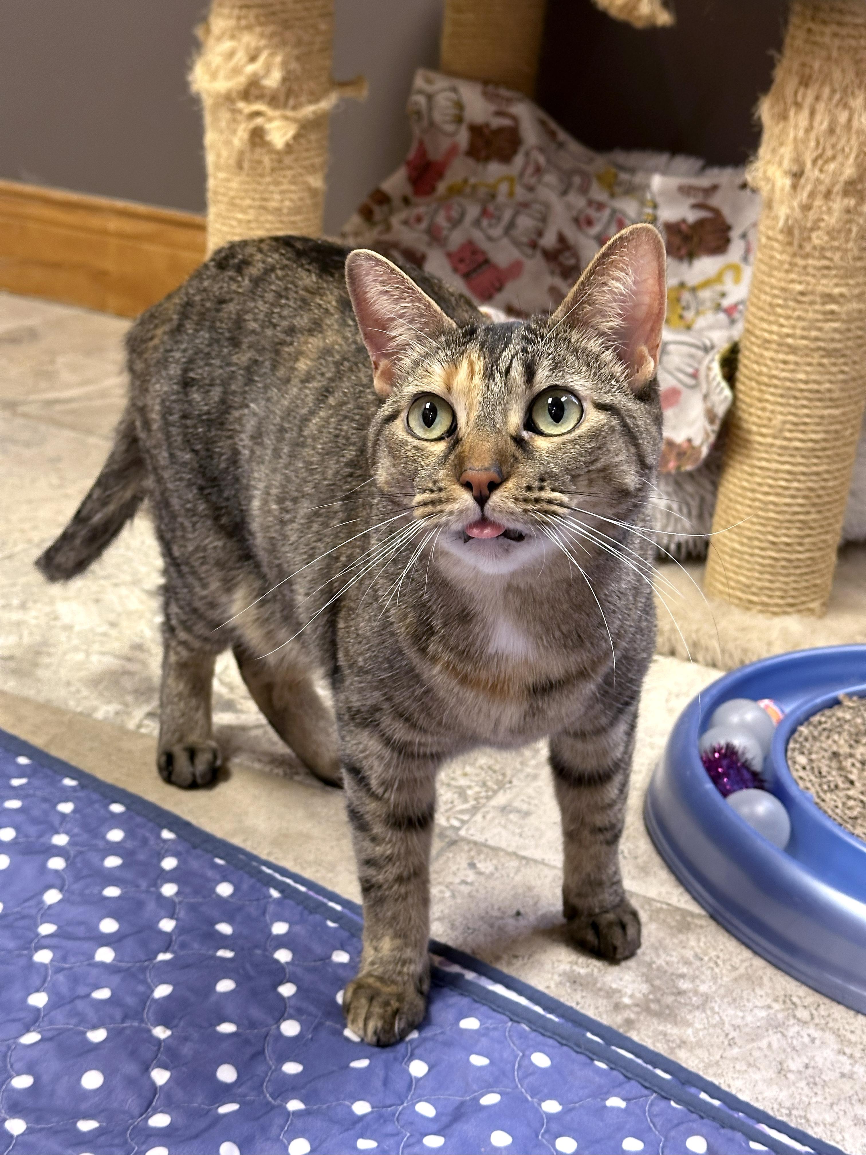 Enlarge Charlotte, a Adoptable Domestic Short Hair in Crystal Lake, IL image 6/6