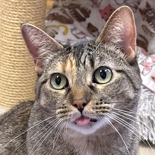 Enlarge Charlotte, a Adoptable Domestic Short Hair in Crystal Lake, IL image 1/6