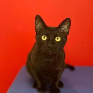 Stella, Adopted, Adult Female Domestic Short Hair.