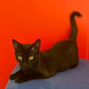 Stella, a Adopted Domestic Short Hair image 2/3