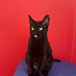 Stella, a Adopted Domestic Short Hair image 3/3