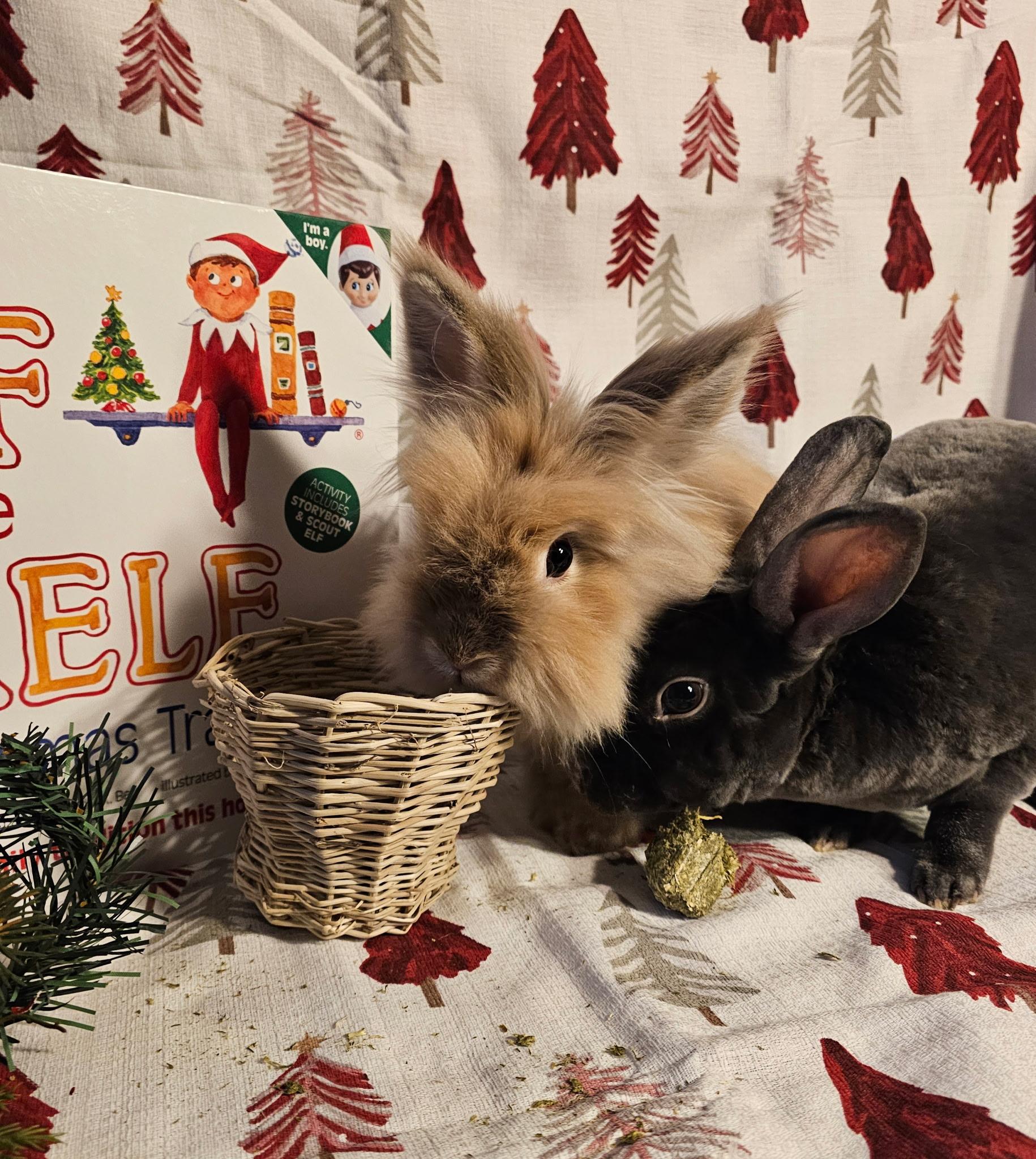 Charlie, a Adoptable Lionhead in St. Charles, IL image 2/5