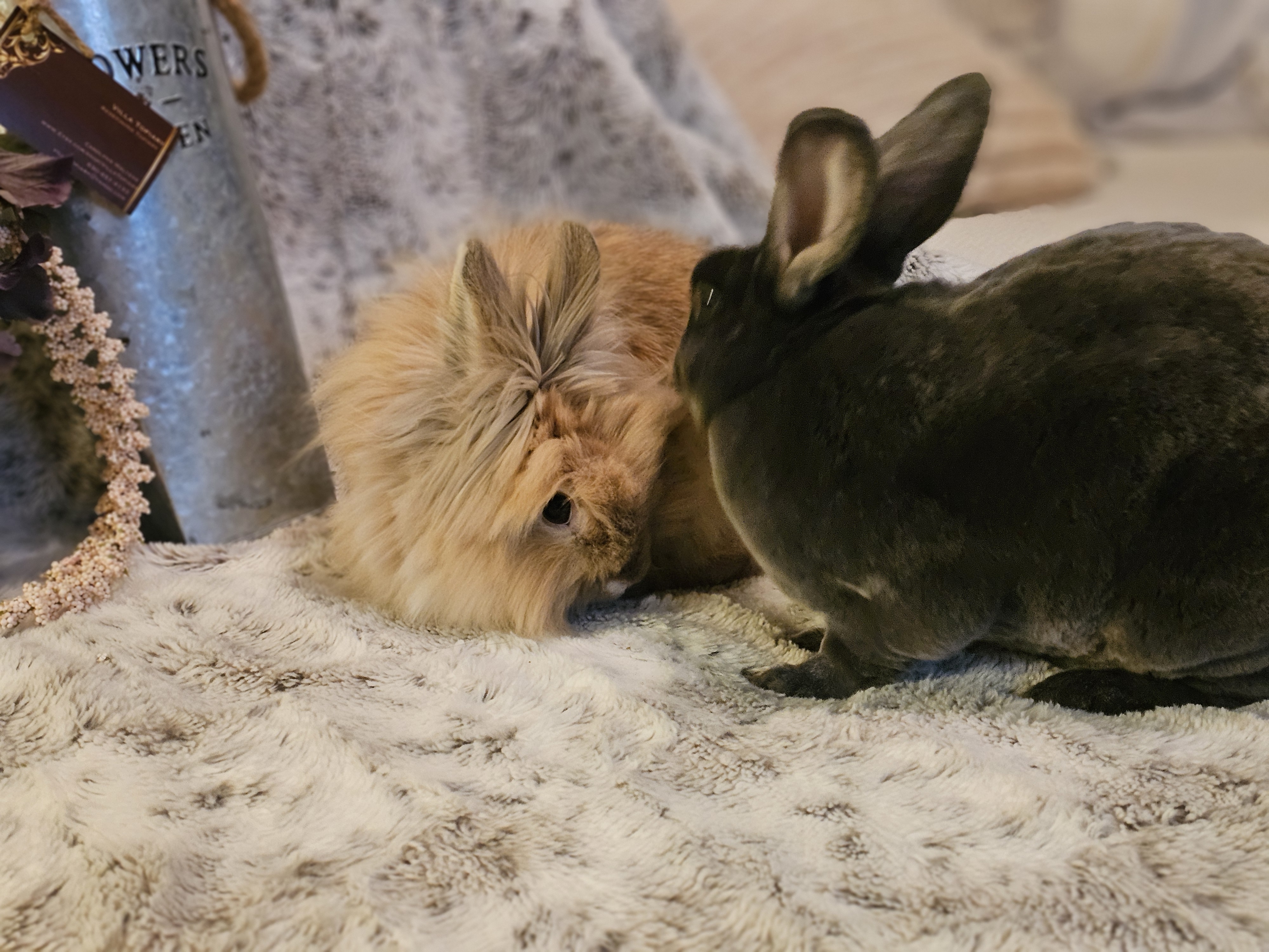 Charlie, a Adoptable Lionhead in St. Charles, IL image 3/5