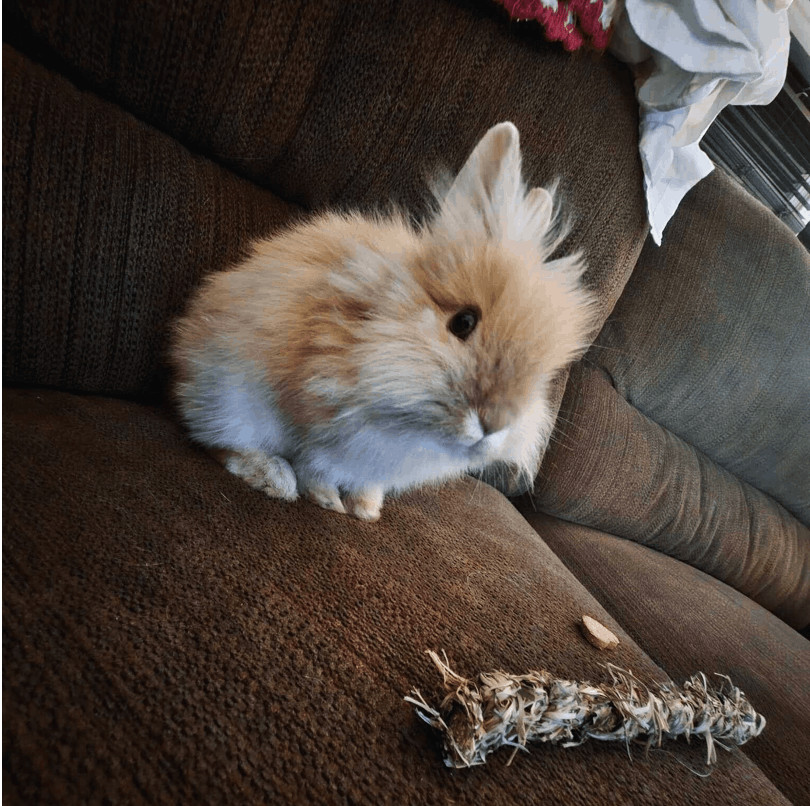 Charlie, a Adoptable Lionhead in St. Charles, IL image 5/5