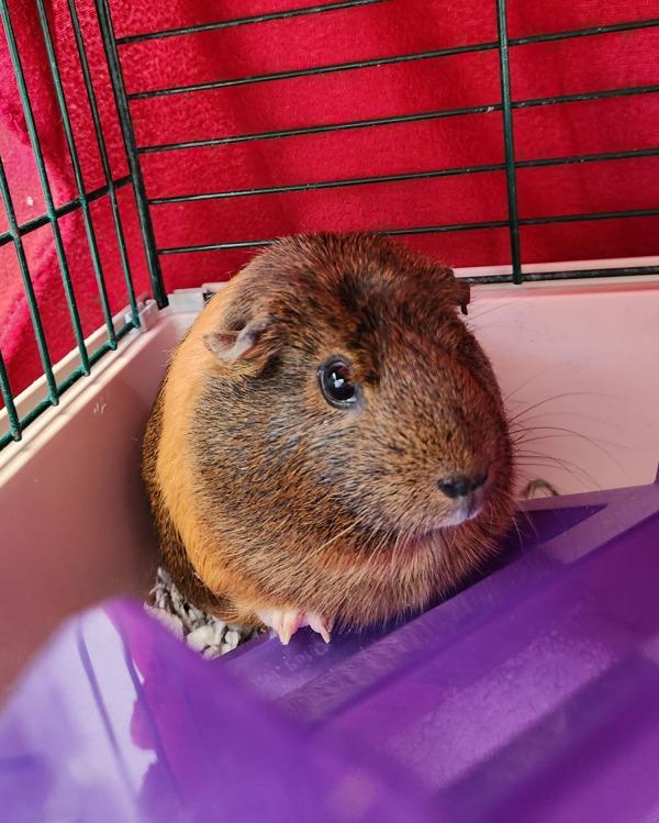 Enlarge Hazel, a Adoptable mixed breed in Healdsburg, CA image 1/4