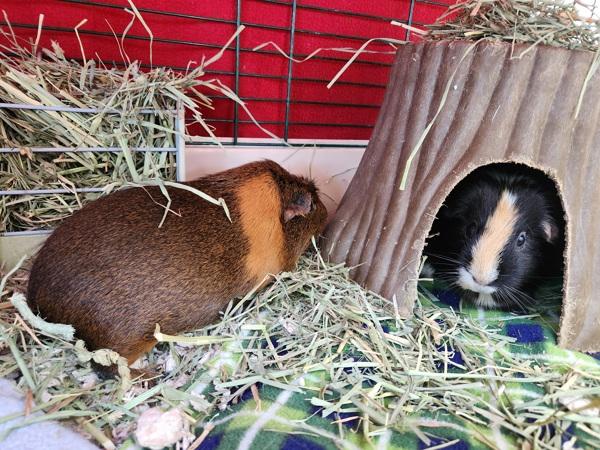 Enlarge Hazel, a Adoptable mixed breed in Healdsburg, CA image 2/4