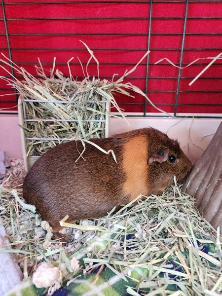 Enlarge Hazel, a Adoptable mixed breed in Healdsburg, CA image 3/4