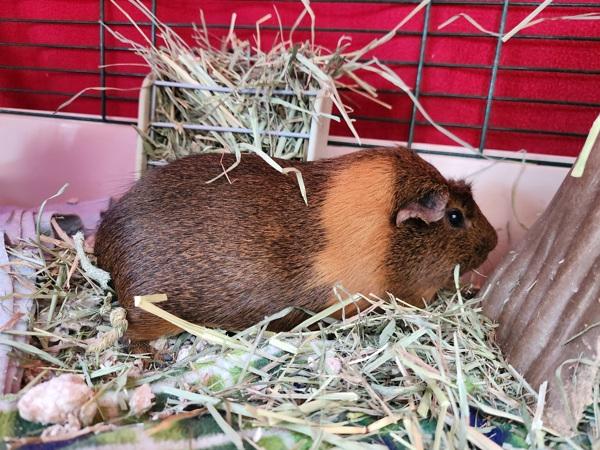 Enlarge Hazel, a Adoptable mixed breed in Healdsburg, CA image 4/4