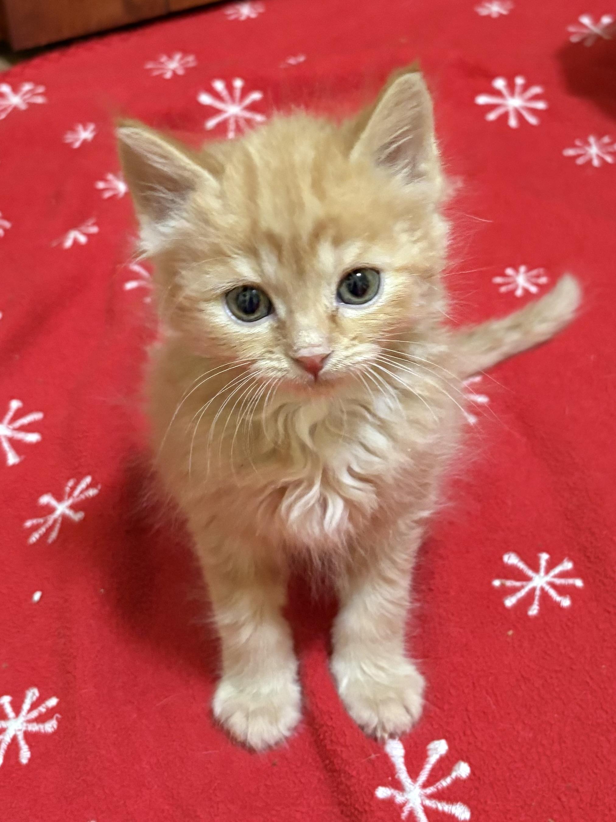 Enlarge Ollie, a ADOPTABLE Domestic Medium Hair in Big Rapids, MI image 3/4