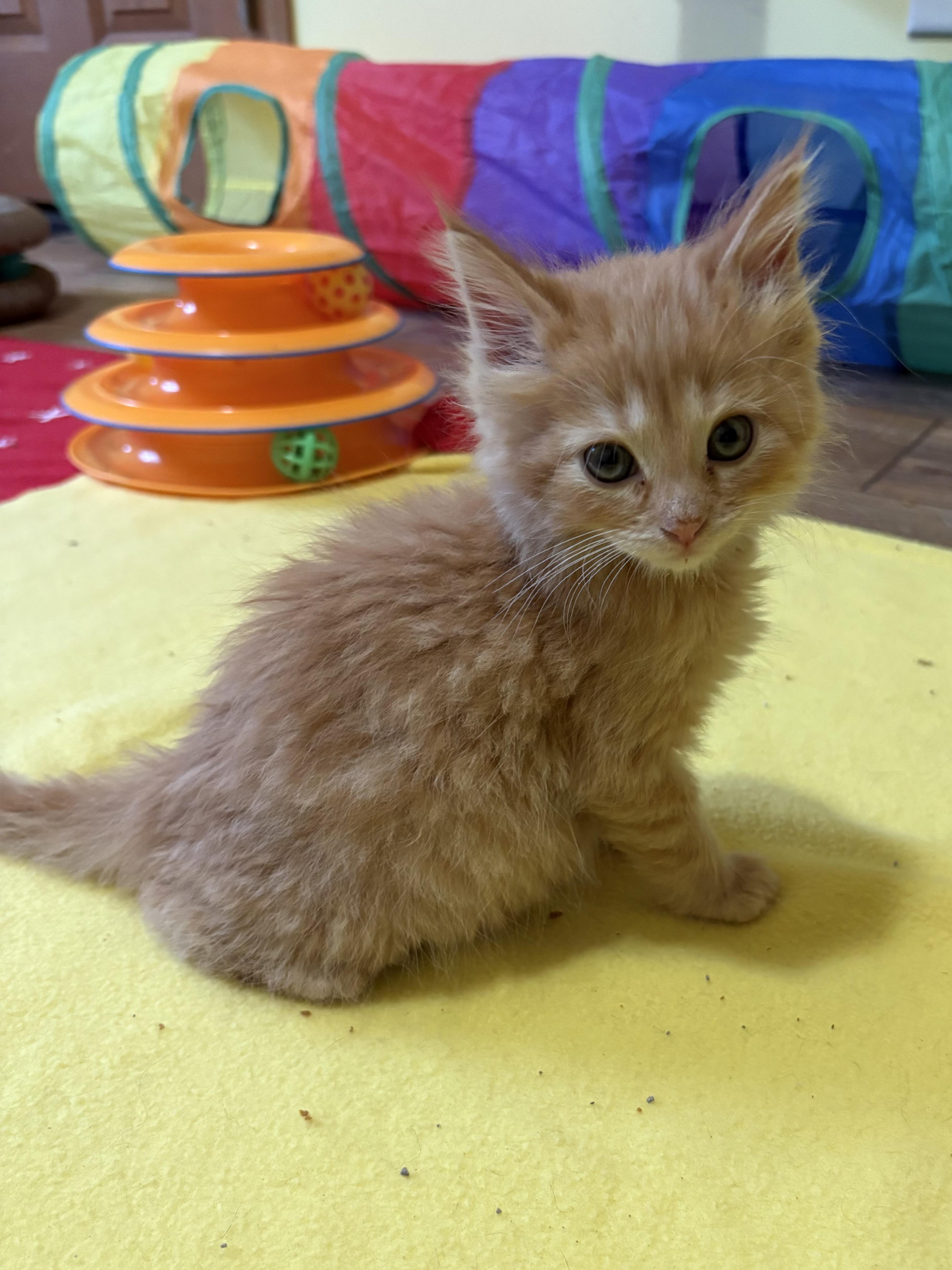 Enlarge Ollie, a ADOPTABLE Domestic Medium Hair in Big Rapids, MI image 2/4