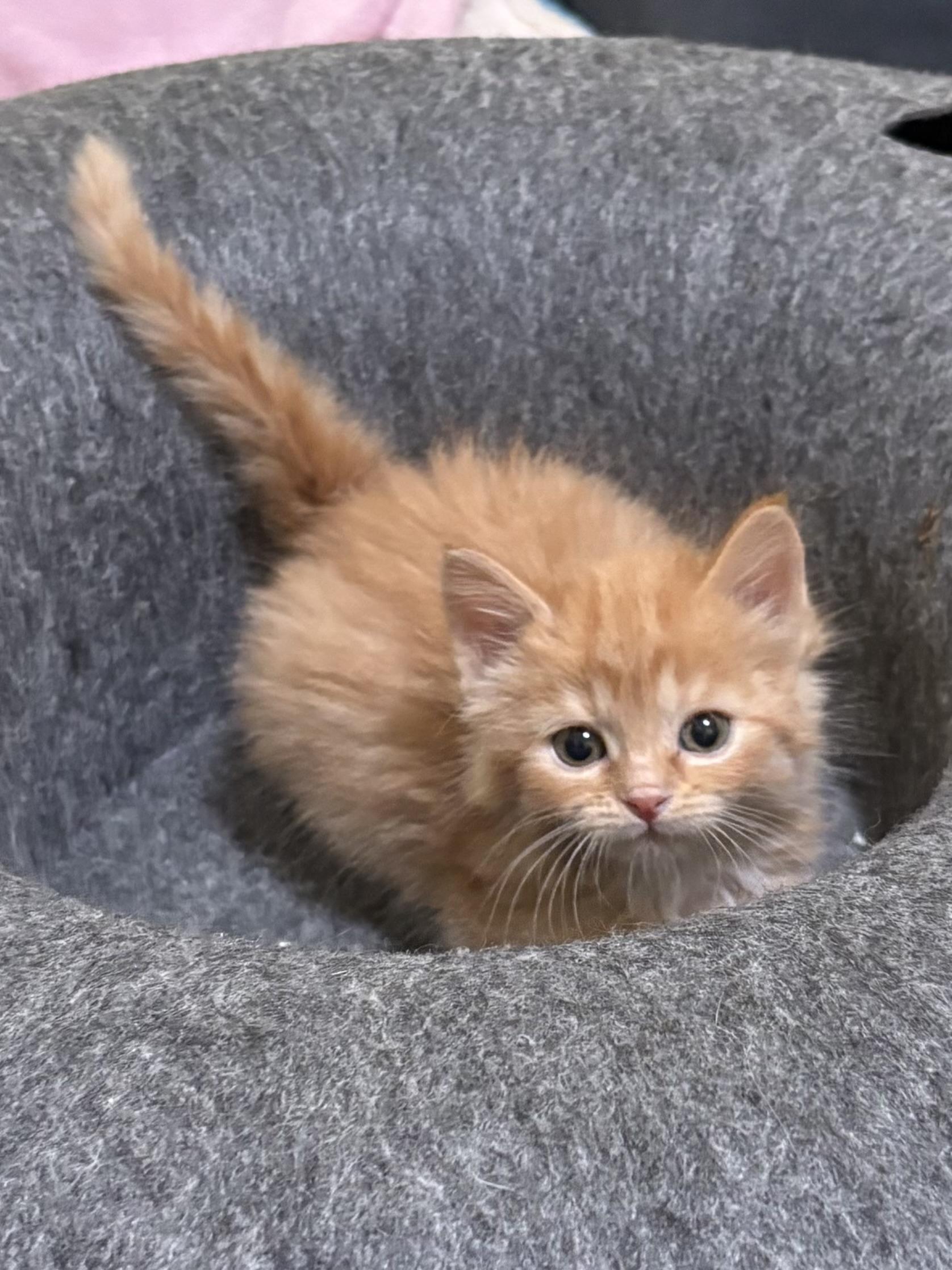 Enlarge Ollie, a ADOPTABLE Domestic Medium Hair in Big Rapids, MI image 4/4