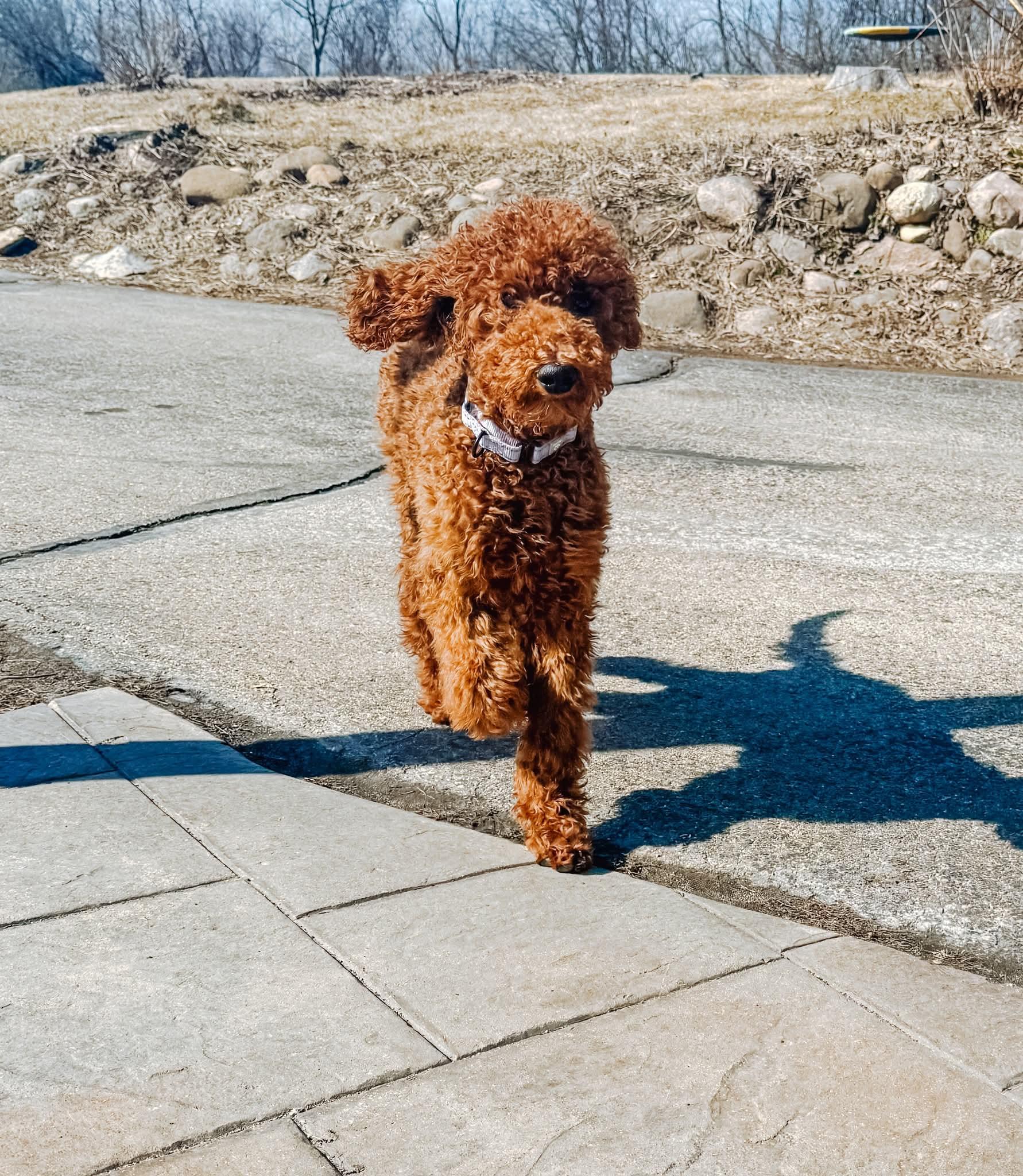 Enlarge SAM   $425, an adoptable mixed breed in Milwaukee, WI image 4/4