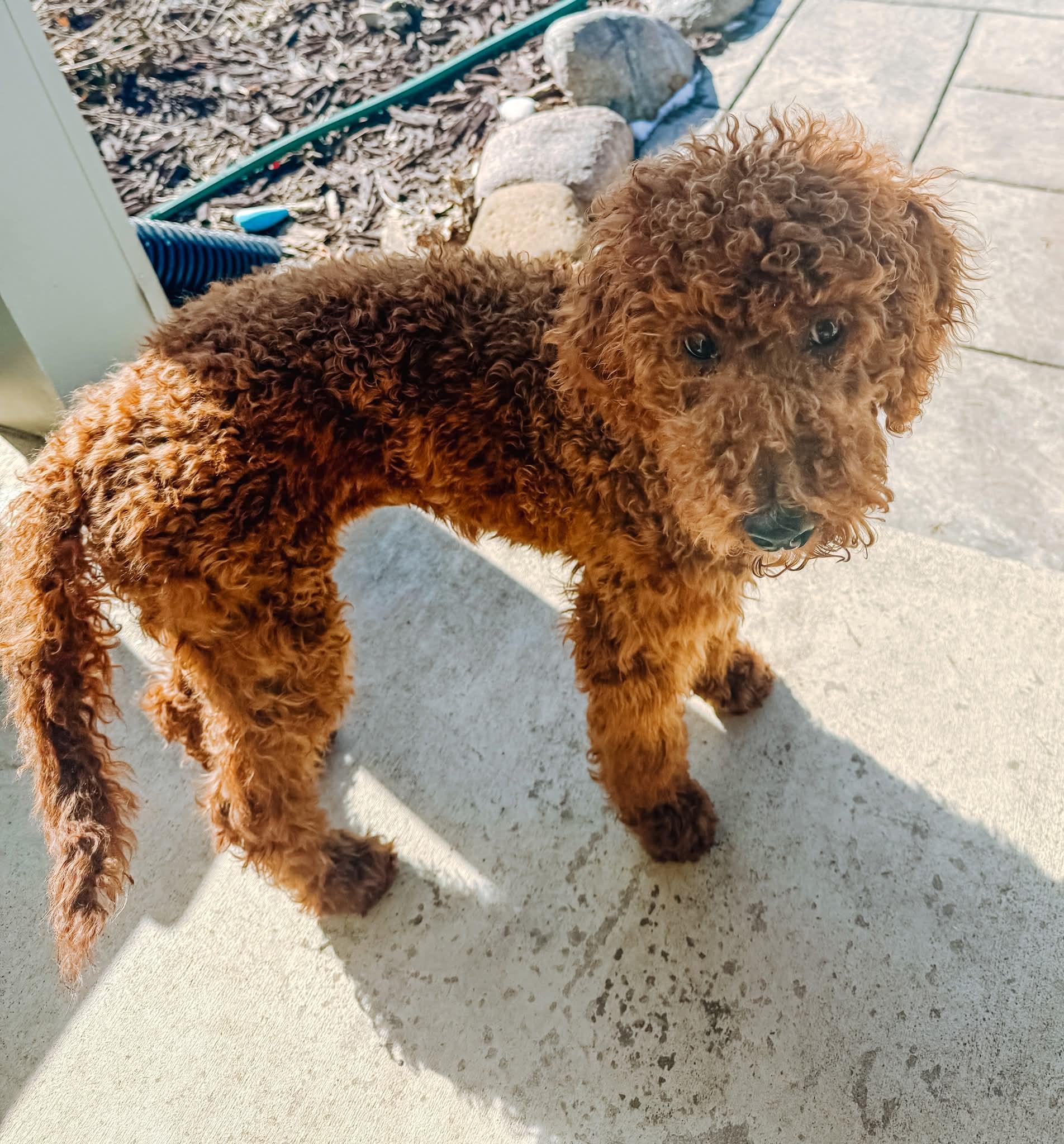 Enlarge SAM   $425, an adoptable mixed breed in Milwaukee, WI image 3/4