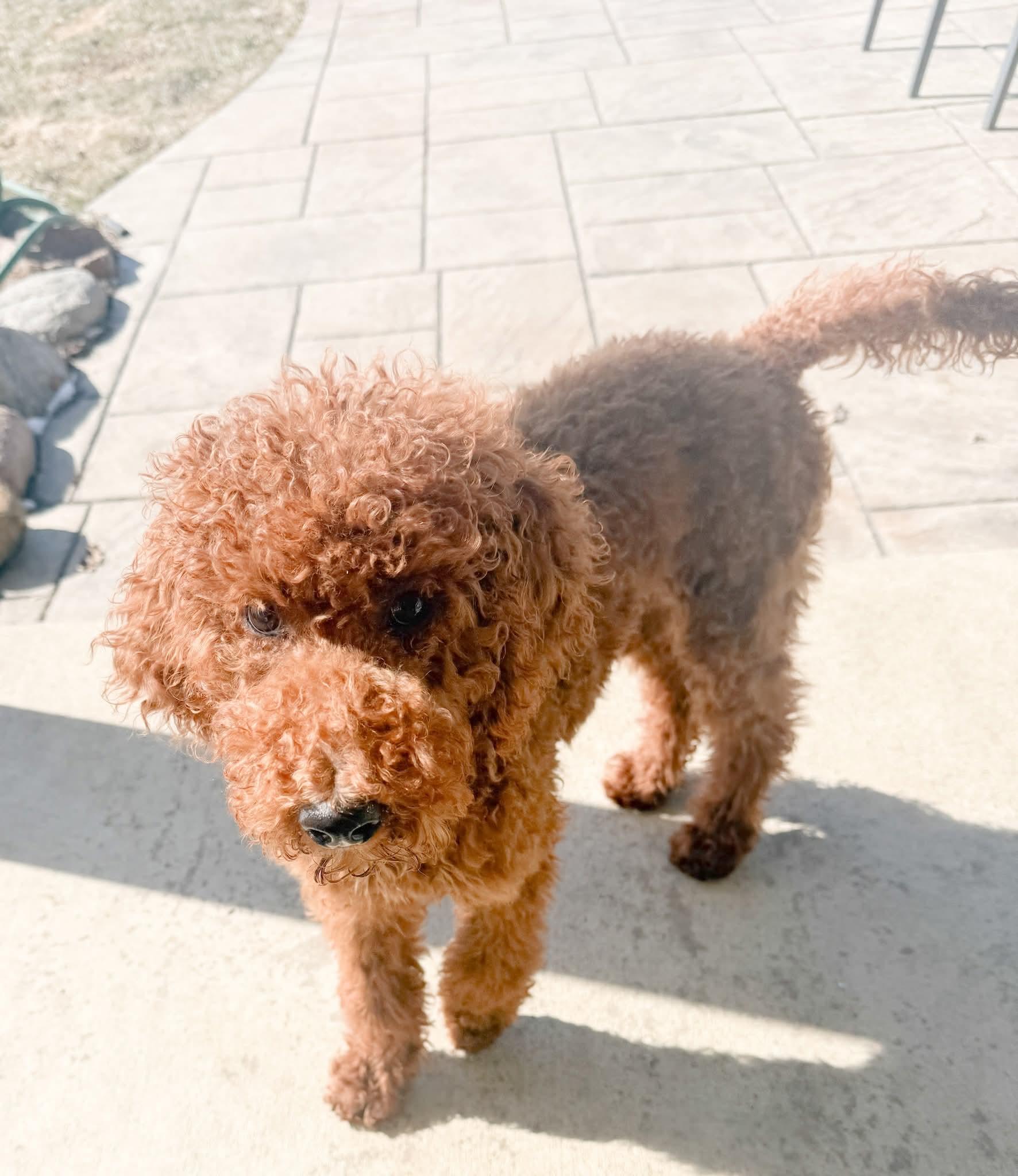 Enlarge SAM   $425, an adoptable mixed breed in Milwaukee, WI image 2/4