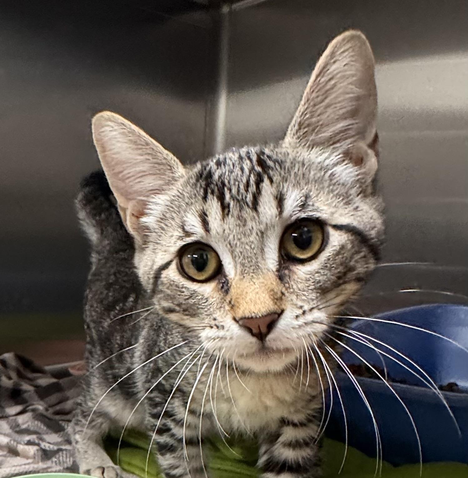 Manny, Adoptable, Kitten Male Domestic Short Hair.
