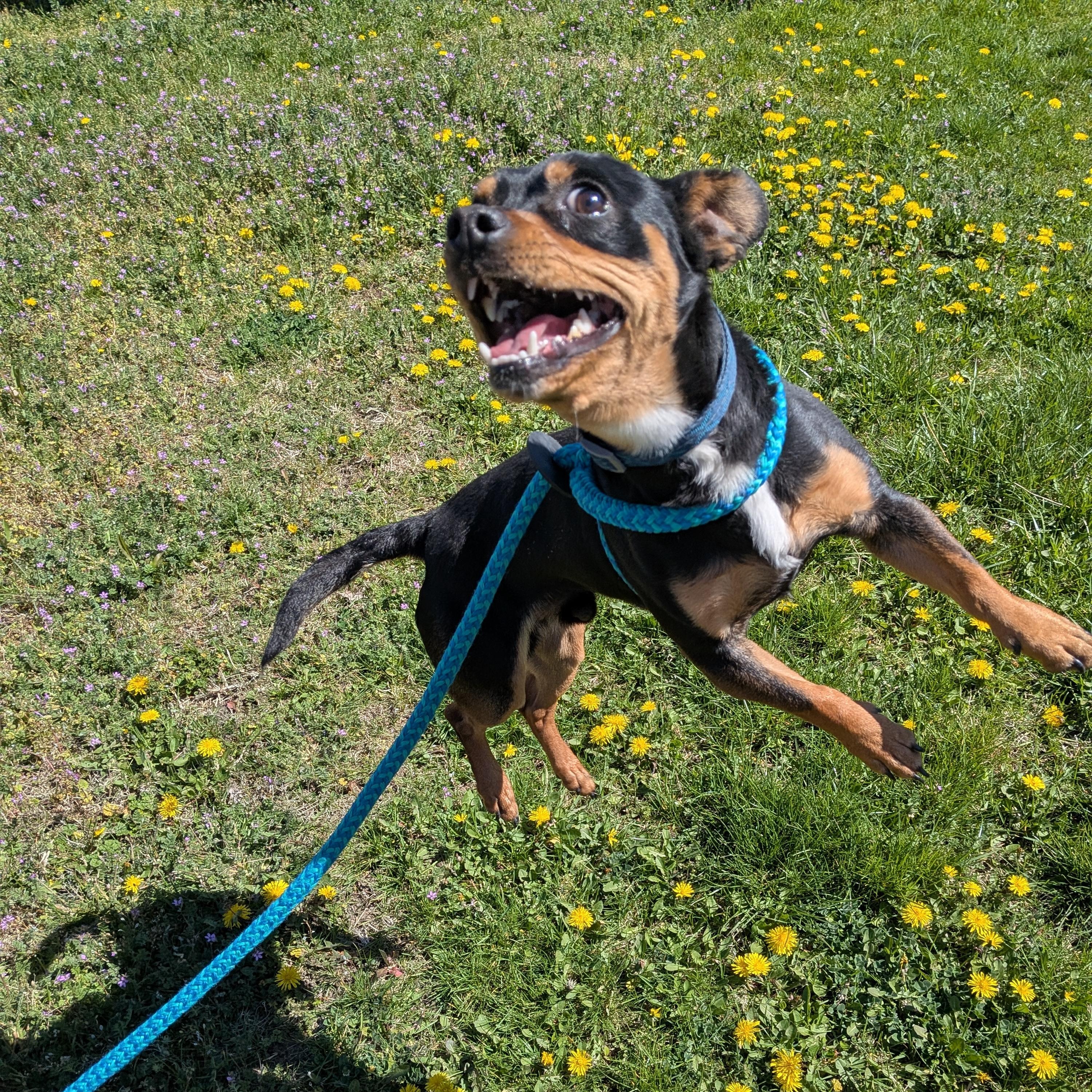 Enlarge Rango, an adoptable mixed breed in Hermiston, OR image 1/4