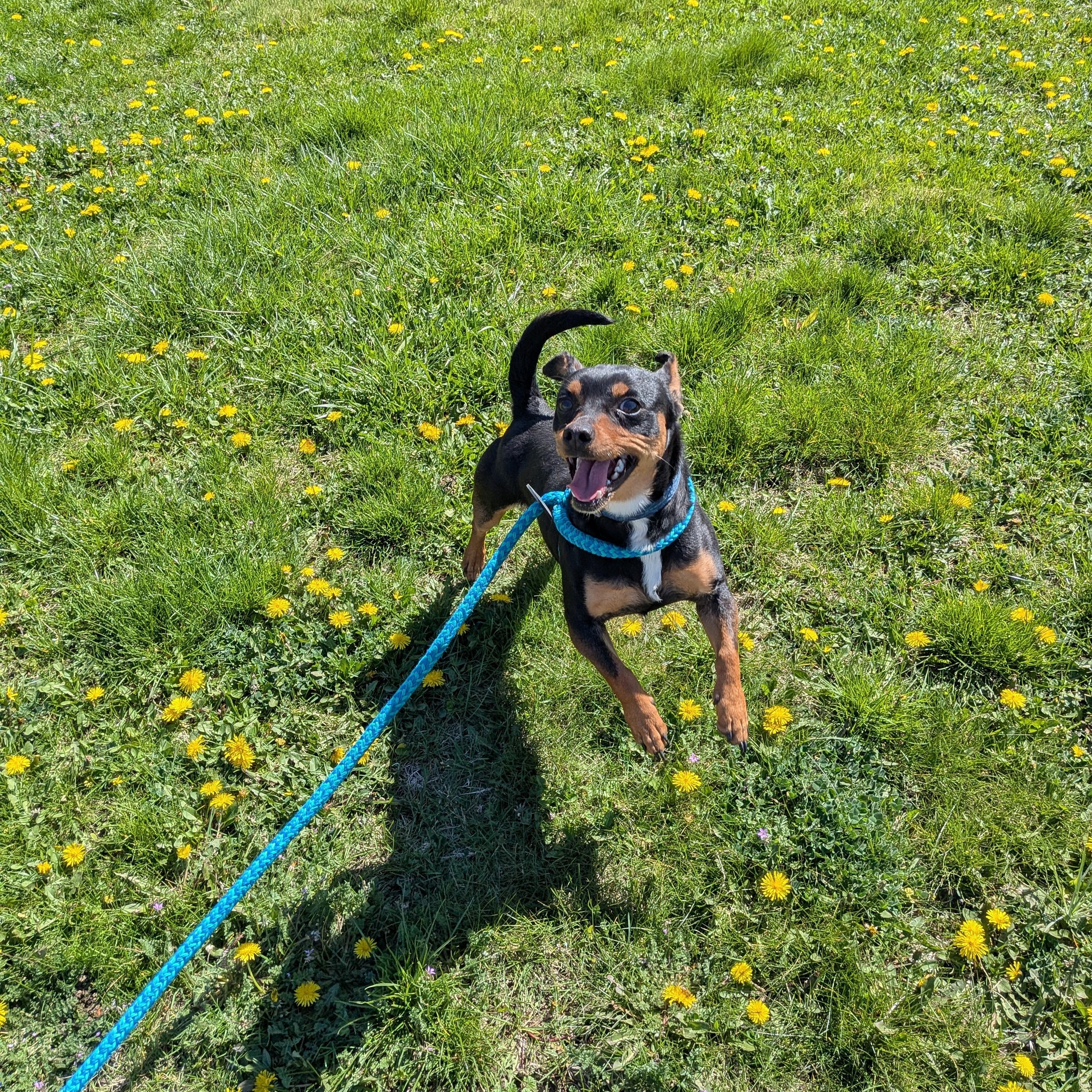 Enlarge Rango, an adoptable mixed breed in Hermiston, OR image 4/4