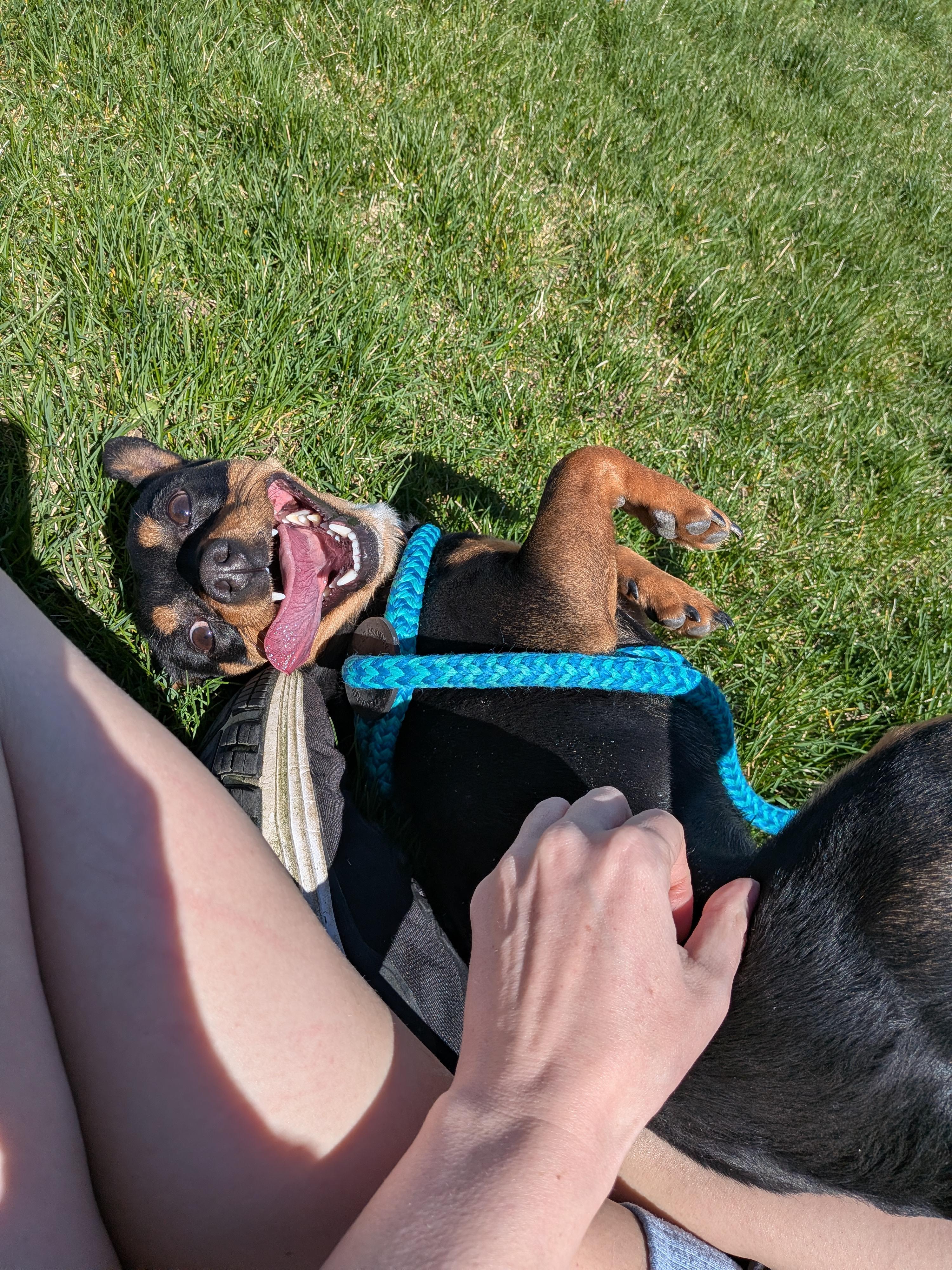 Enlarge Rango, an adoptable mixed breed in Hermiston, OR image 3/4