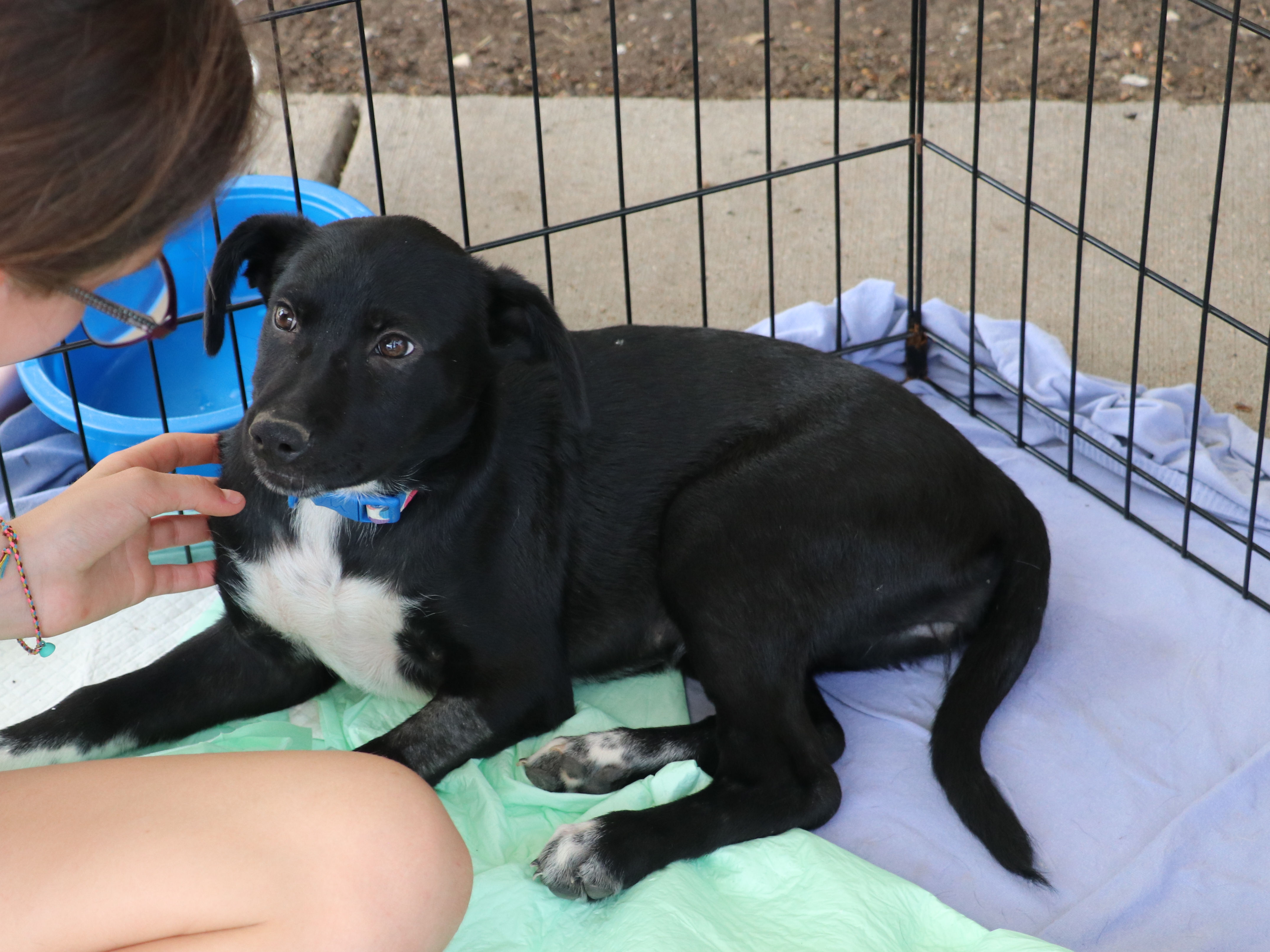 Cody B, a Adoptable mixed breed in Pflugerville, TX image 1/16