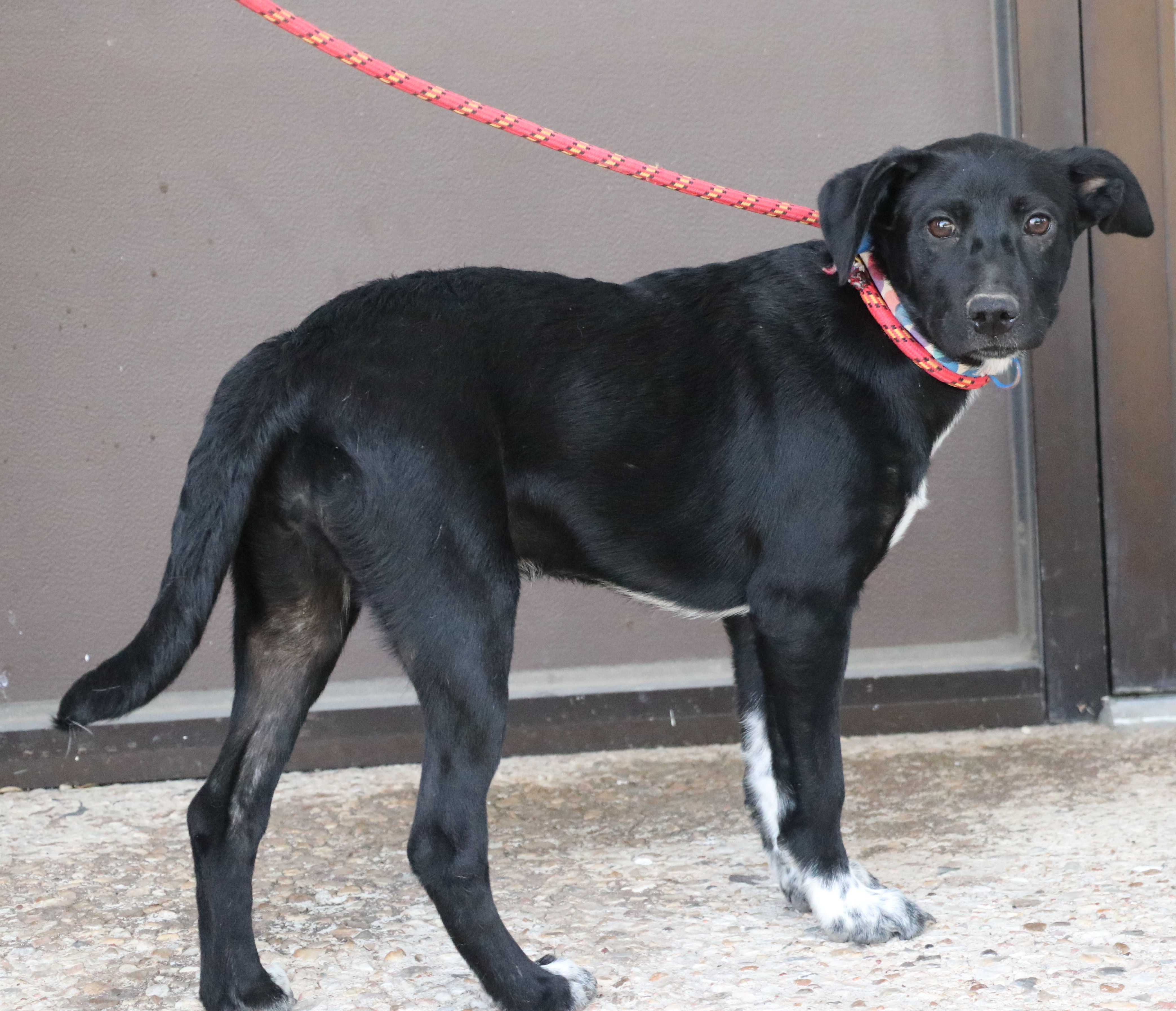 Cody B, a Adoptable mixed breed in Pflugerville, TX image 2/16