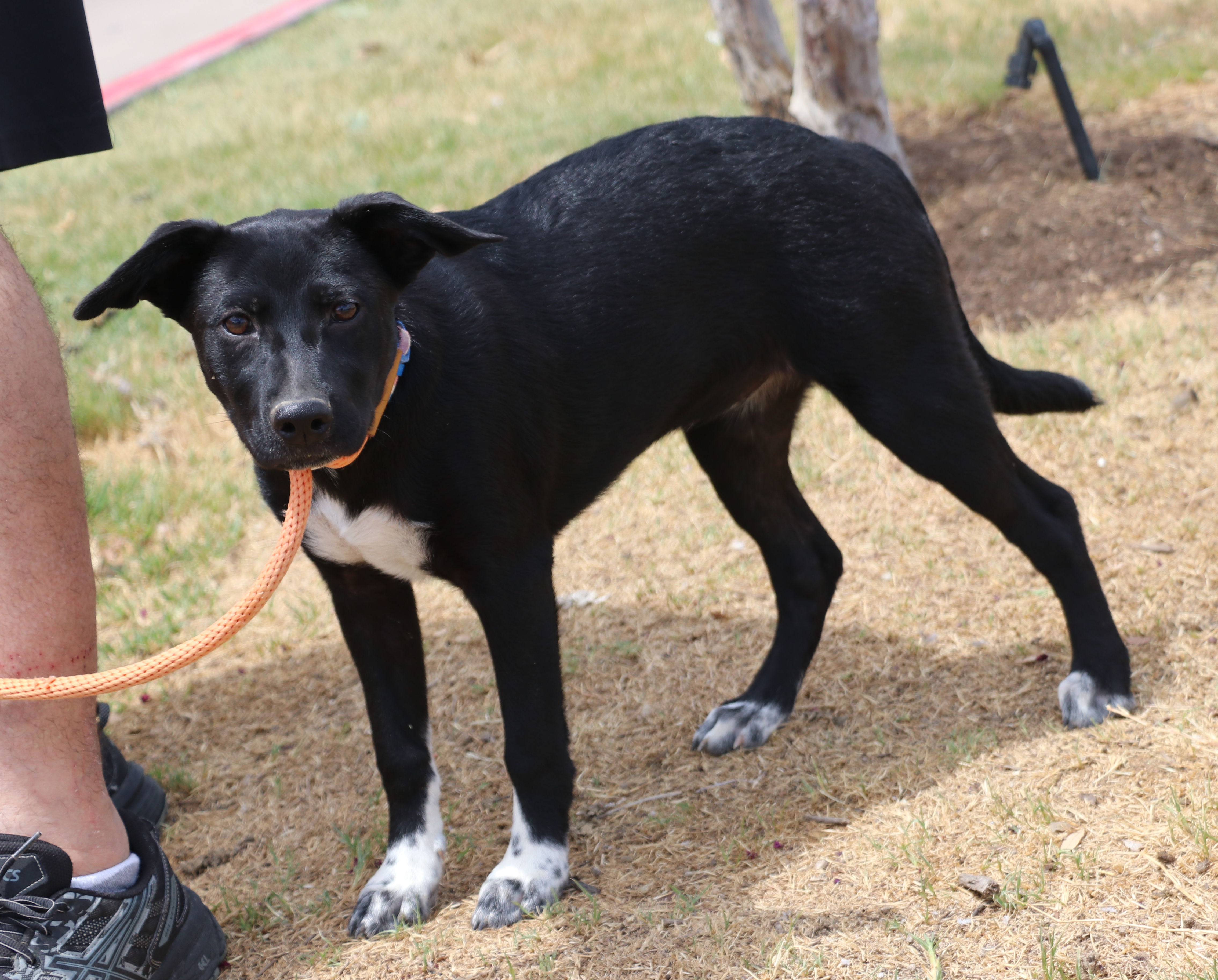 Cody B, a Adoptable mixed breed in Pflugerville, TX image 3/16