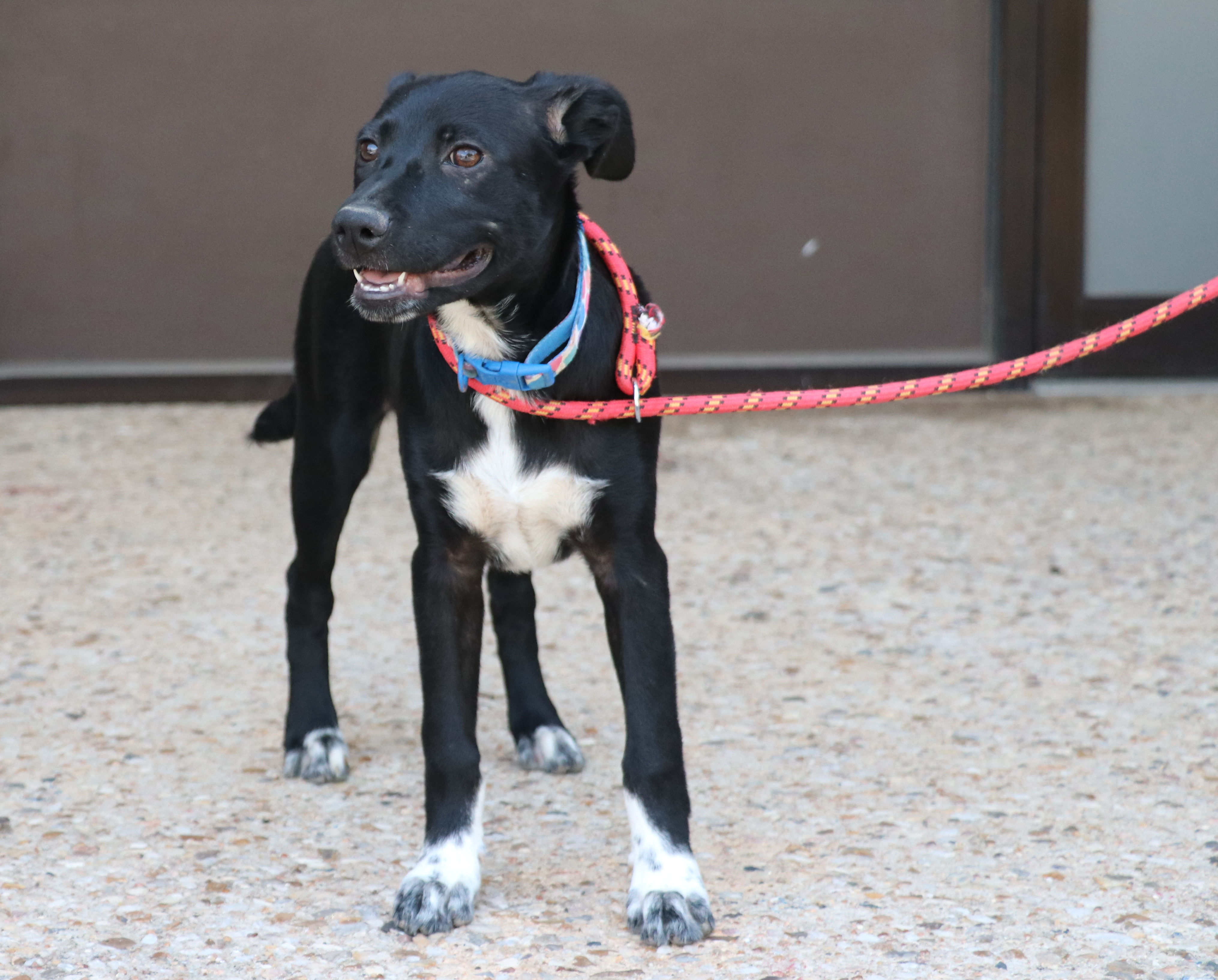 Cody B, a Adoptable mixed breed in Pflugerville, TX image 4/16