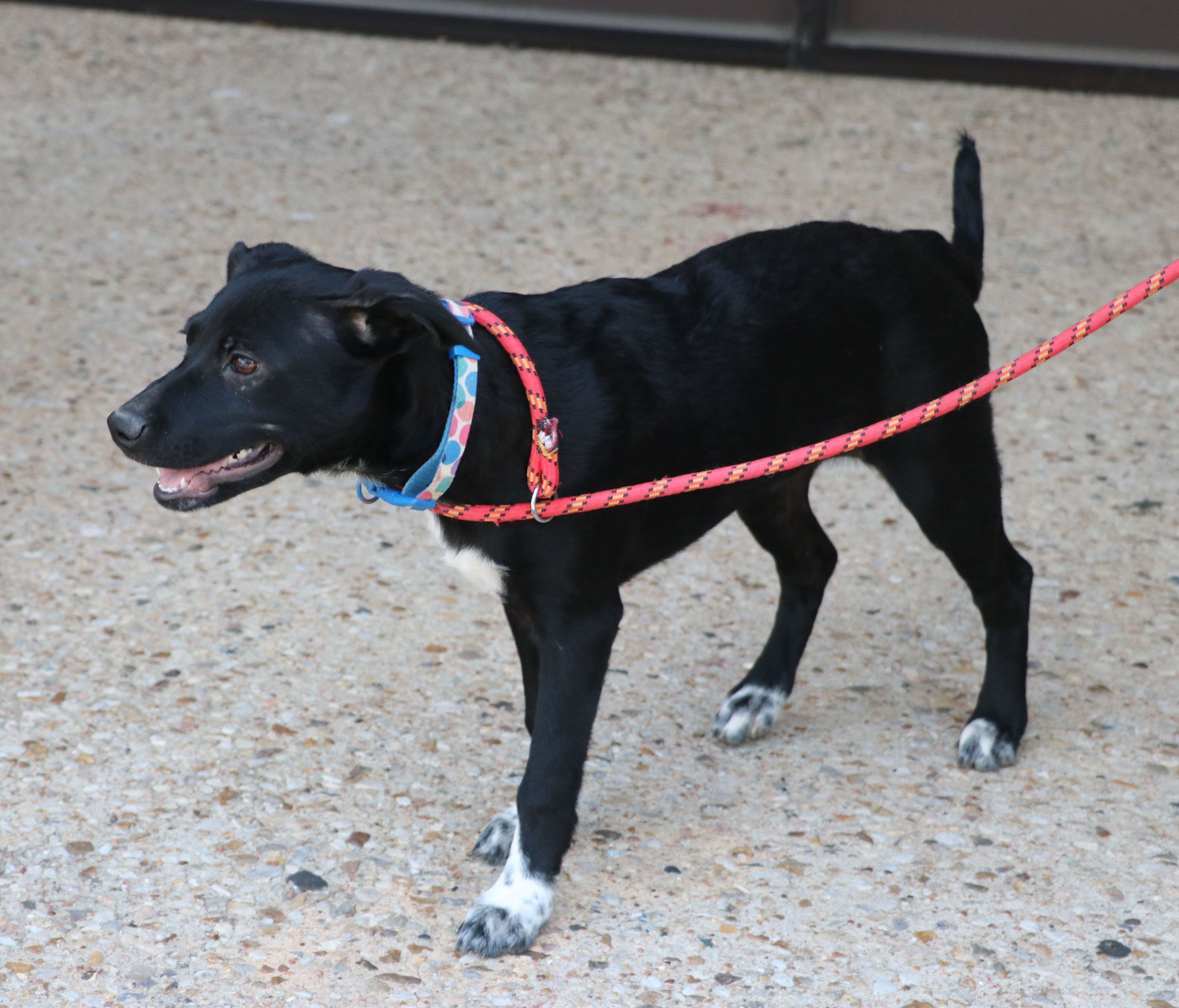 Cody B, a Adoptable mixed breed in Pflugerville, TX image 5/16