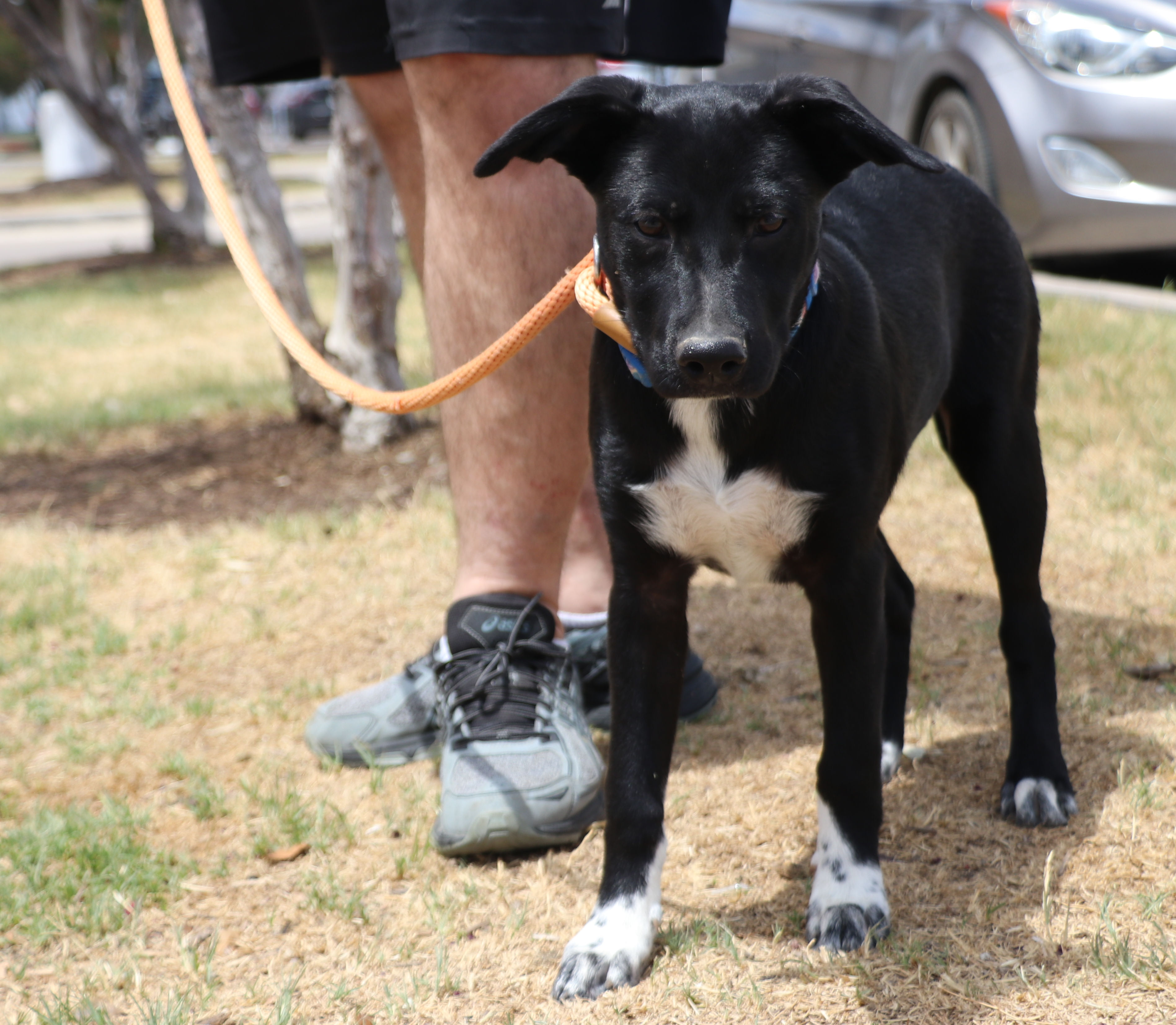 Cody B, a Adoptable mixed breed in Pflugerville, TX image 6/16