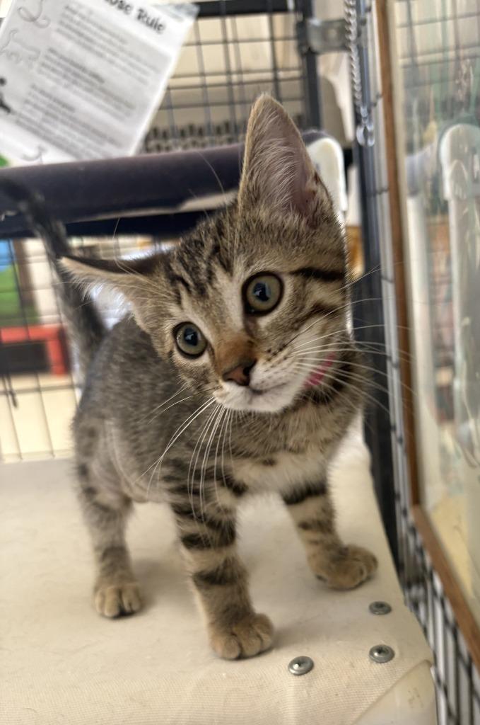 Enlarge Hannah, a Adopted mixed breed in Lemoore, CA image 1/2