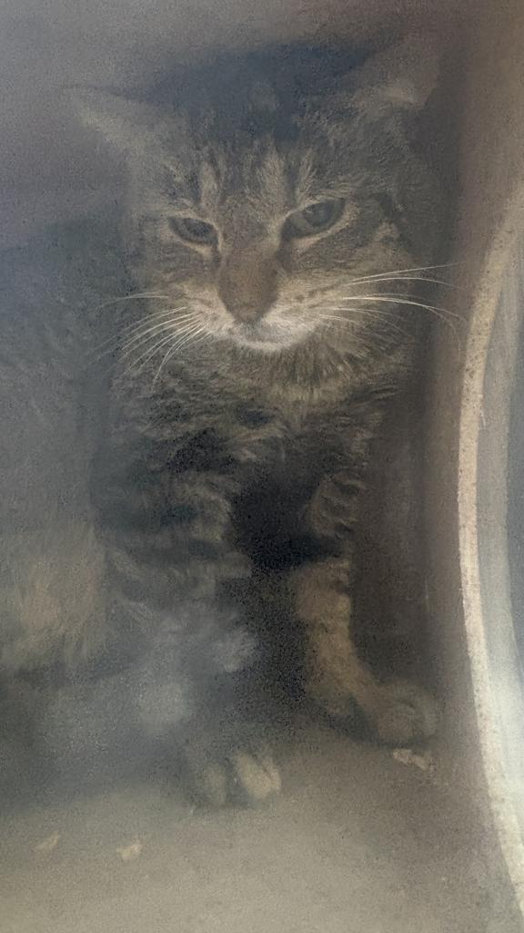 Rambo, Adoptable, Young Male Domestic Short Hair.