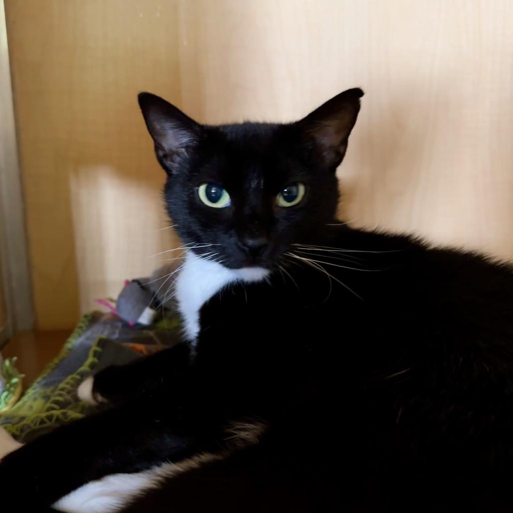 McQueen, Adoptable, Adult Female Domestic Short Hair.