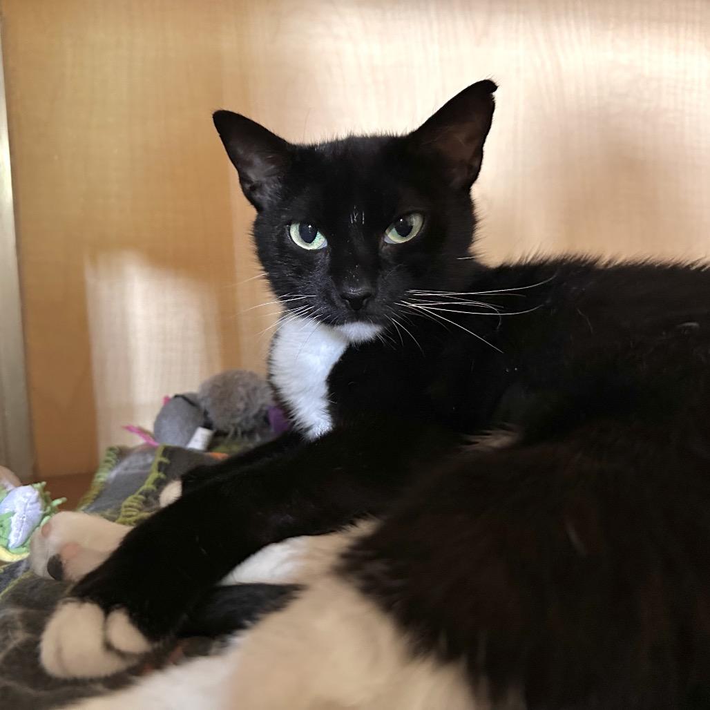 McQueen, a Adoptable Domestic Short Hair in Chesapeake, VA image 2/3