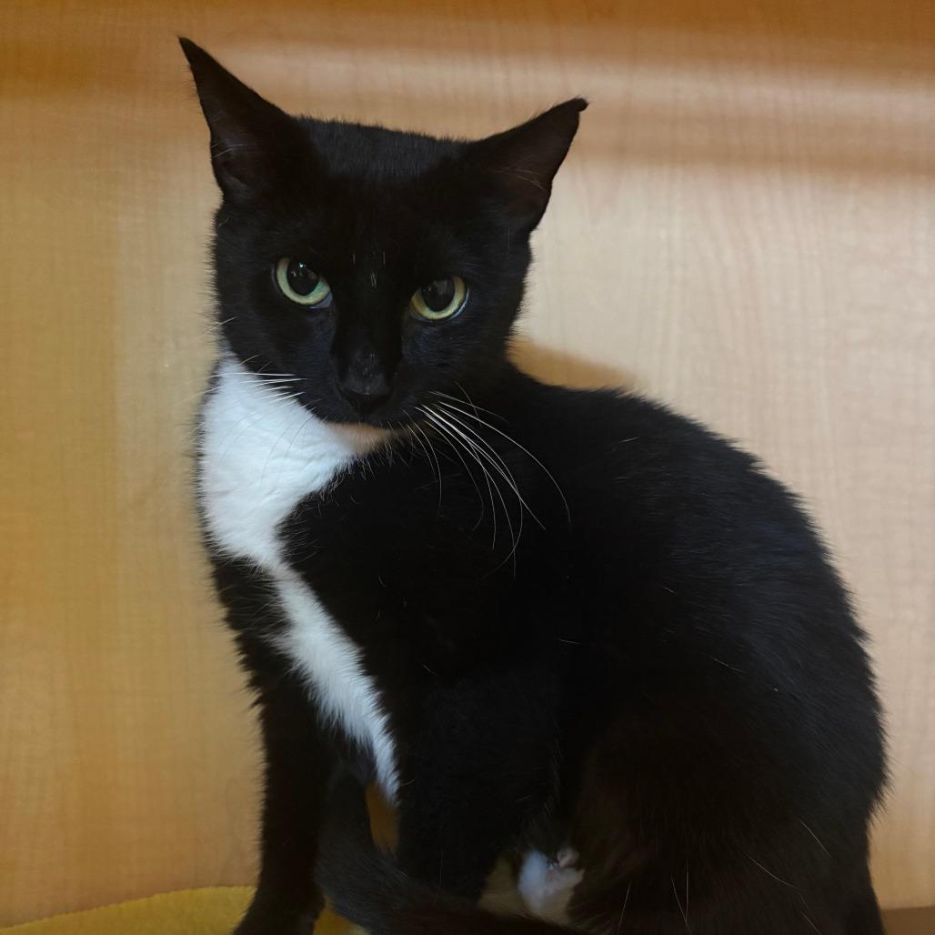 McQueen, a Adoptable Domestic Short Hair in Chesapeake, VA image 3/3