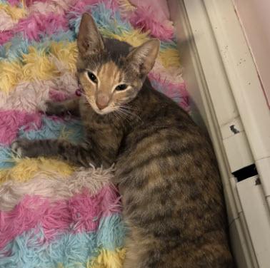 Enlarge Delilah Diamond, a Adoptable mixed breed in Hudson, MA image 1/2