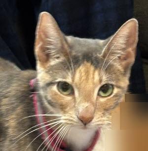 Enlarge Delilah Diamond, a Adoptable mixed breed in Hudson, MA image 2/2