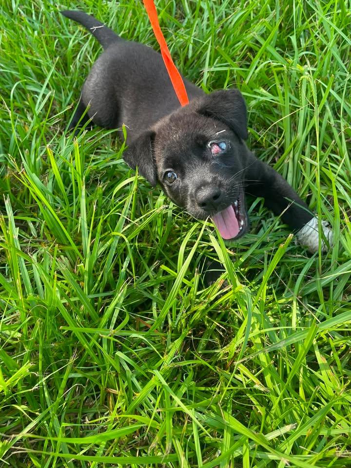 Enlarge Finn, a ADOPTABLE mixed breed in Winnie, TX image 1/1