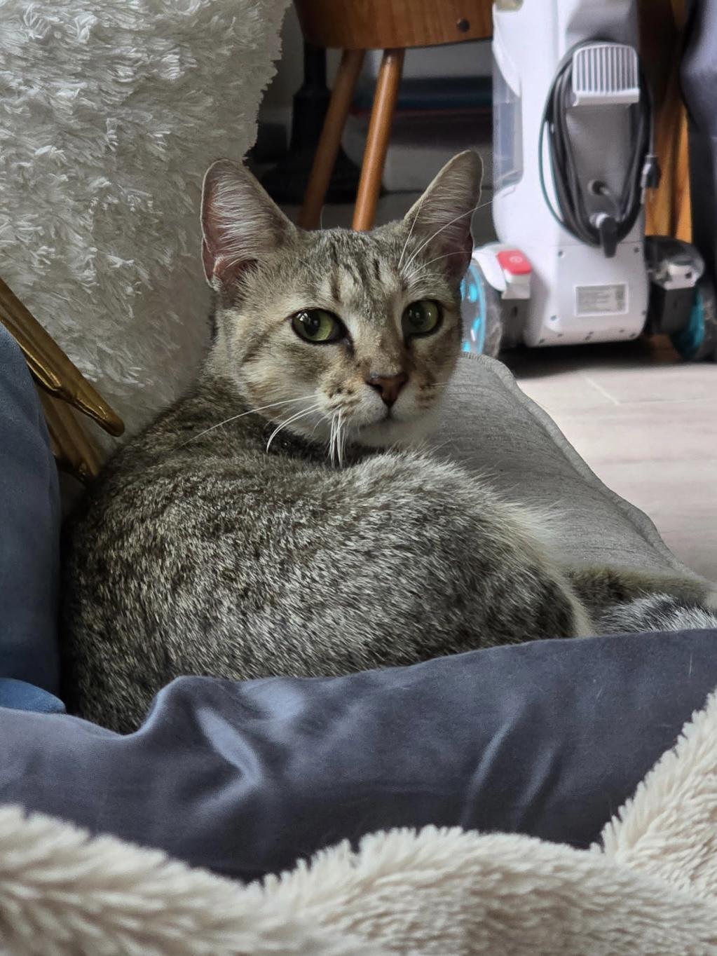 Enlarge Raluca OR14623-T, a Adopted mixed breed in Beaverton, OR image 1/1