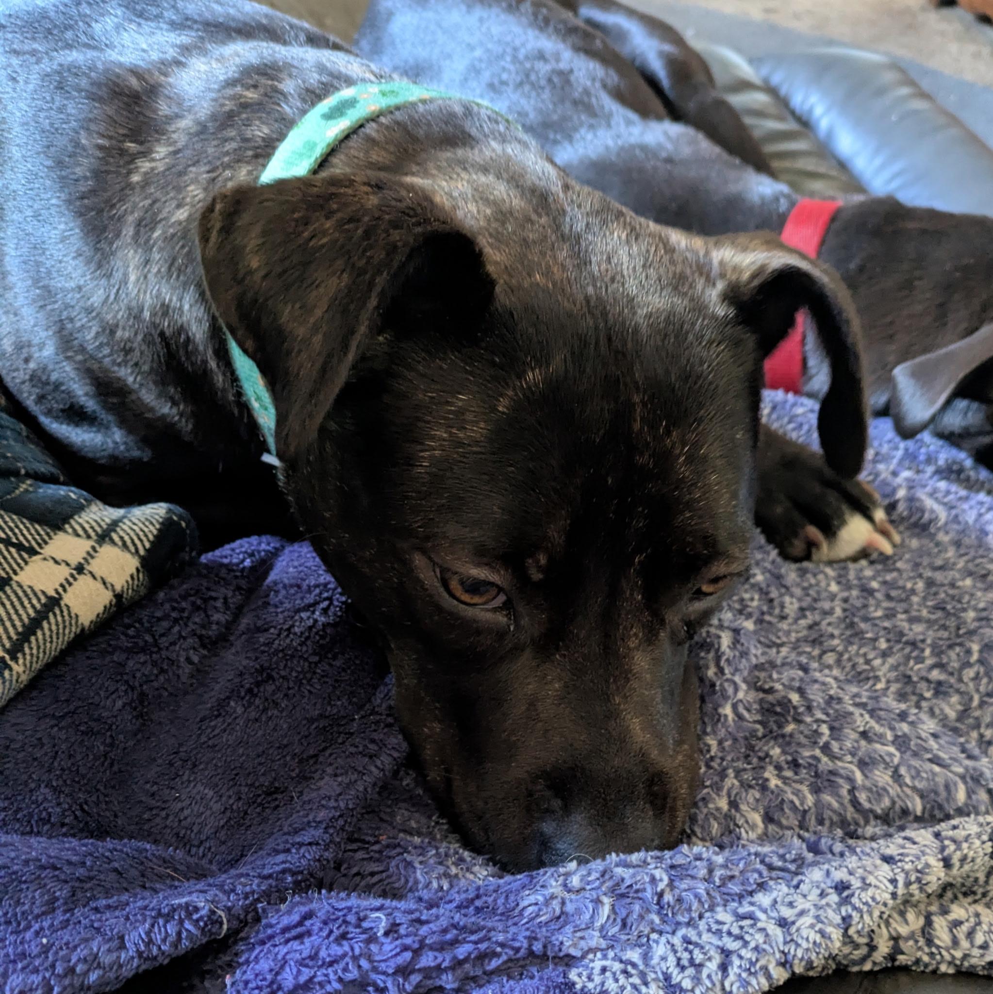 Seven, Adoptable, Adult Female Pit Bull Terrier & Black Russian Terrier.