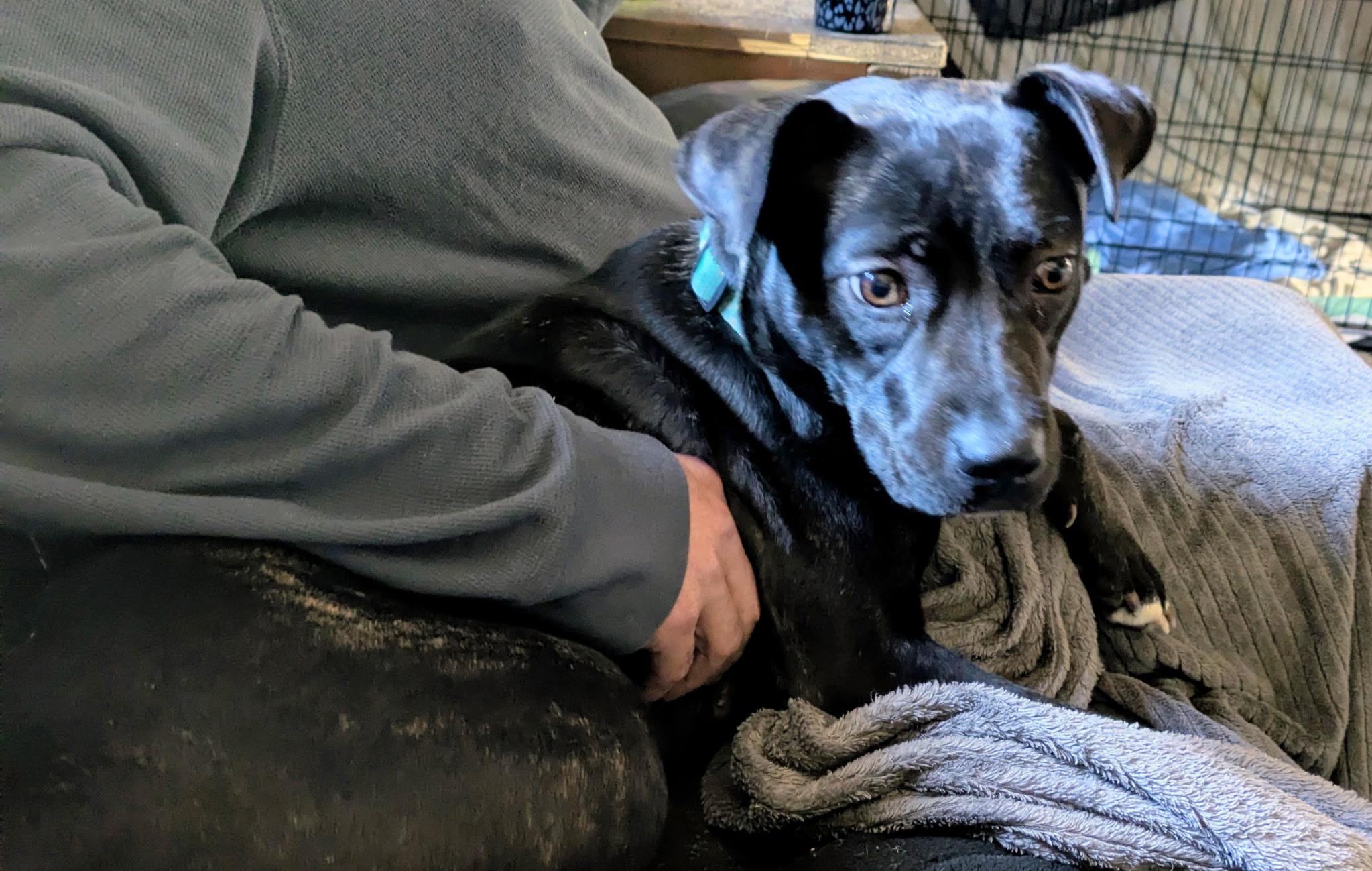 Enlarge Seven, a Adoptable mixed breed in Elkhorn, WI image 2/4