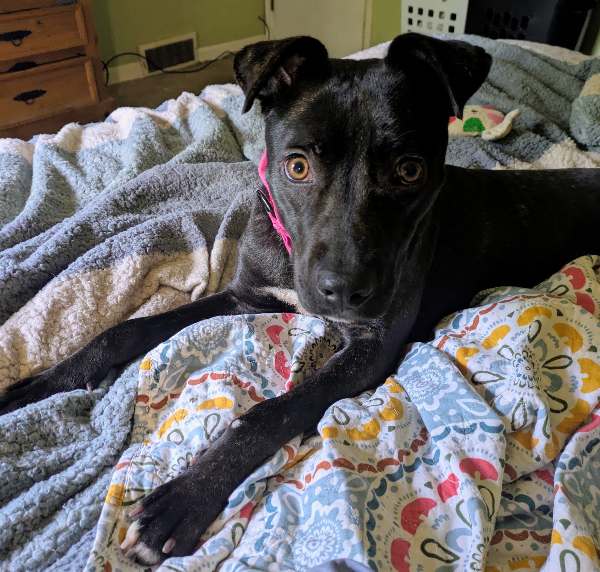 Enlarge Seven, a Adoptable mixed breed in Elkhorn, WI image 3/4