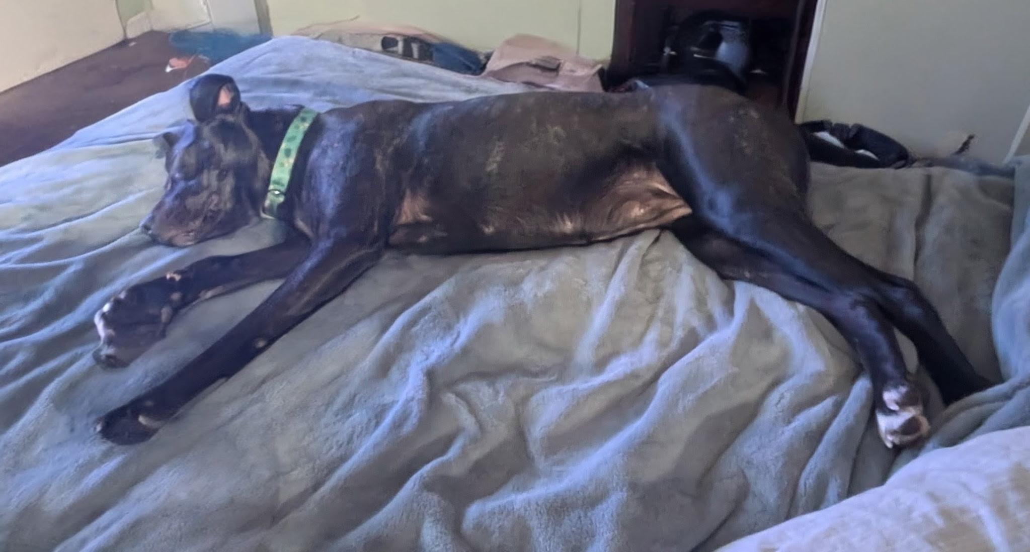 Enlarge Seven, a Adoptable mixed breed in Elkhorn, WI image 4/4