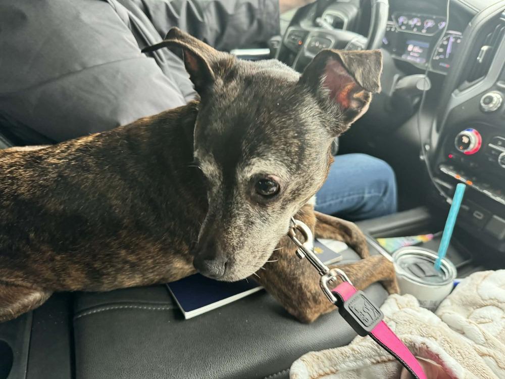 Tina, Adoptable, Senior Female Italian Greyhound.