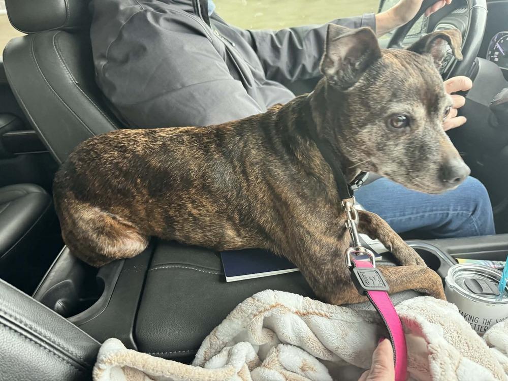 Tina, a Adoptable mixed breed in Aurora, IN image 2/3